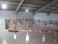 Roda de azulão