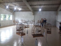 Azulão