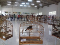 Trinca Ferro