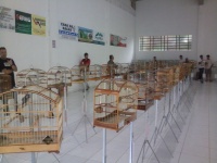 Coleiros